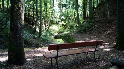 Im Wald hinter dem Wohnheim