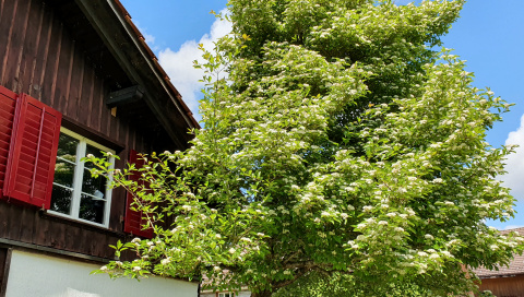 Garten im Wohnheim