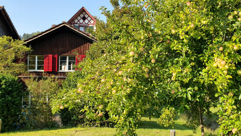 Apfelbaum im Wohnheim