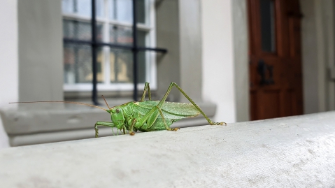 Grashüpfer im Wohnheim