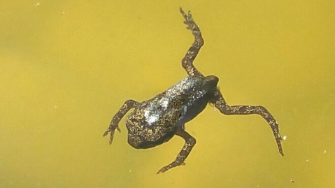 Junger Frosch im Weiher