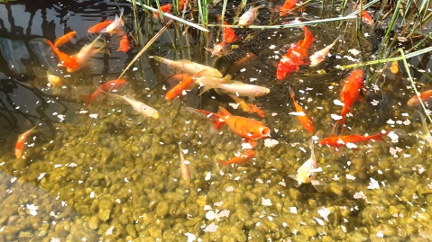 Goldfische im Weiher des Wohnheimes