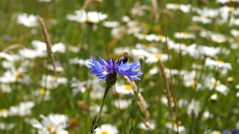 Blumen im Therapiehaus