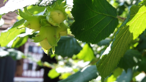 Haselnüsse am Baum