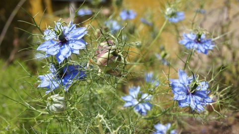 Garten Wohnheim