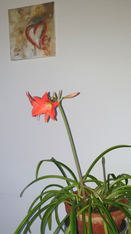Blumenwiese im betreuten Wohnen