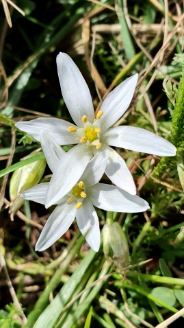 Milchstern im Garten der Einrichtung