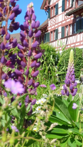 Blumenwiese im betreuten Wohnen