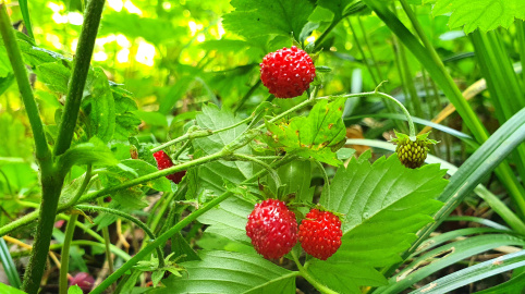 Walderdbeeren im Wohnheim