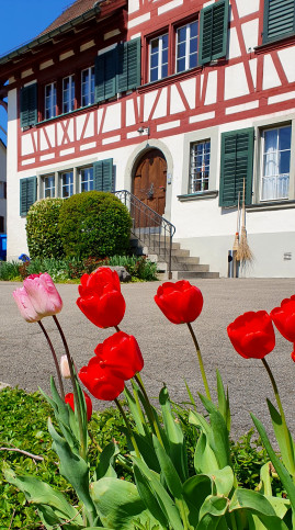 Tulpen im Garten