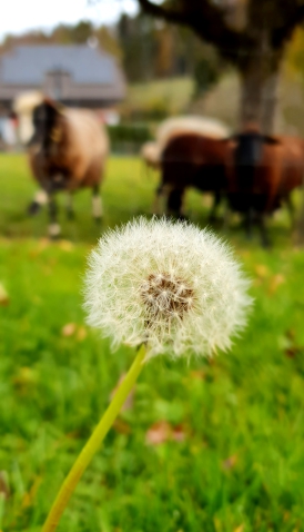 Löwenzahn im Garten der Einrichtung