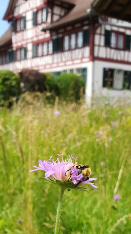 Blumenwiese im betreuten Wohnen