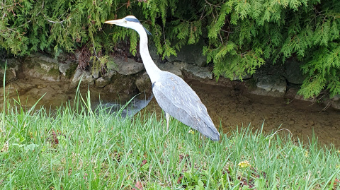 Fischreiher am Hutziker Bach
