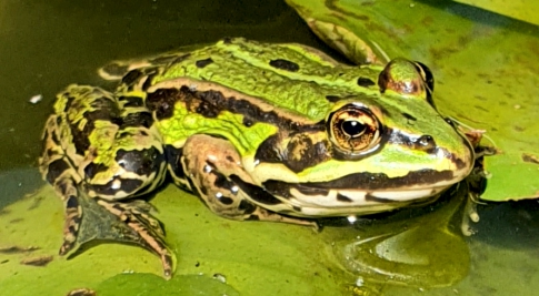 Frosch im Weiher