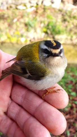 Junges Goldhähnchen wird gerettet