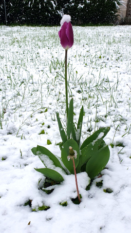Tulpe im Schnee
