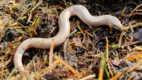 Blindschleiche im Garten