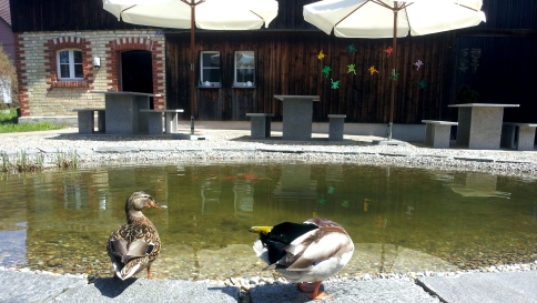 Enten am Weiher beim Wohnheim