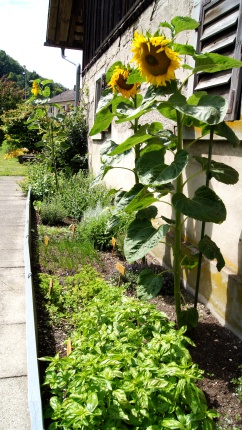 Kräutergarten im Bewo in Turbenthal