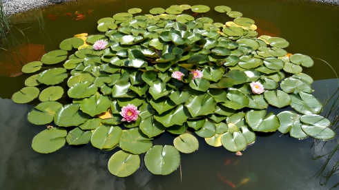 Die Seerosen im Weiher der Institution