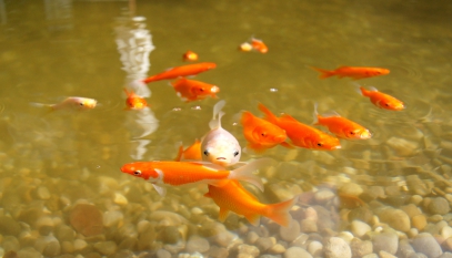 Unsere Goldfische im Weiher des Wohnheimes