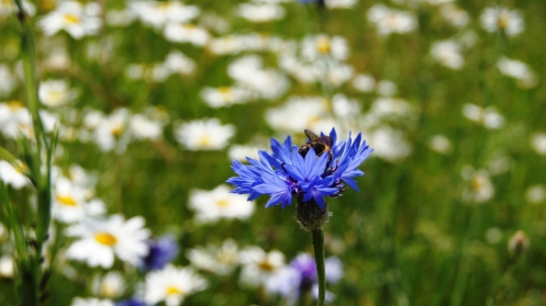 Blumenwiese im Wohnheim