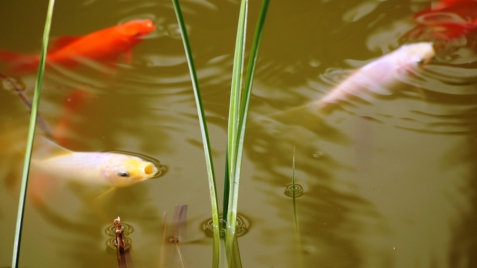 Unsere Goldfische im Weiher des Wohnheimes