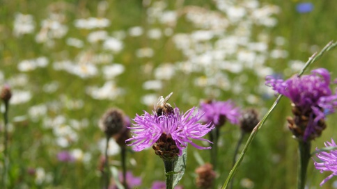 Die Blumenwiese im Wohnheim