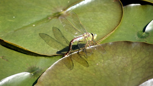 Libelle im Weiher