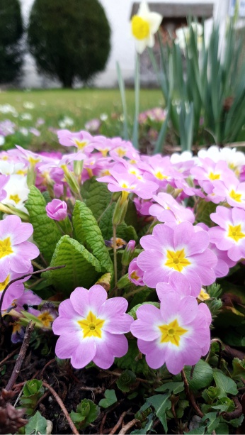 Blumen im Garten des betreuten Wohnen