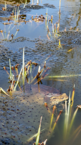 Frösche im Weiher vom betreuten Wohnen