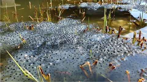 Froschlaich im Weiher