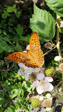 Im Garten vom Bewo