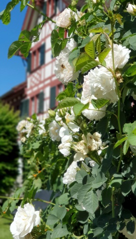 Beteutes Wohnen Am Weiher im Garten