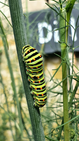 Raupe im Kräutergarten des Wohnheimes
