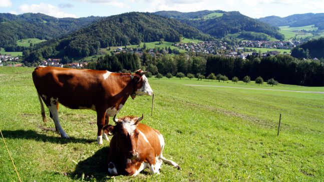 Ausssicht auf Turbenthal