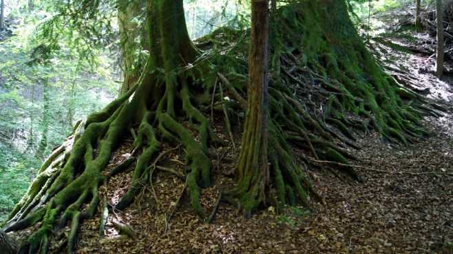 Im Wald von Turbenthal