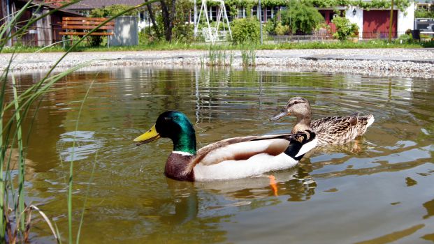 Am Weiher in Turbenthal